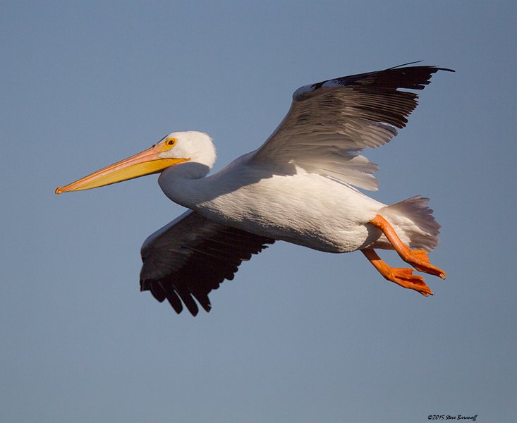 _5SB5104 american white pelican.jpg